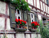 German Geraniums 5x7 matted and framed $40